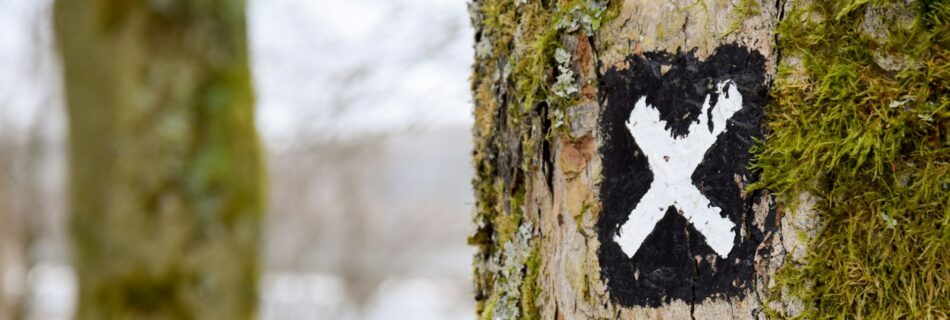 Tree with 'x' mark on it