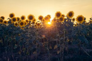 Sunflowers