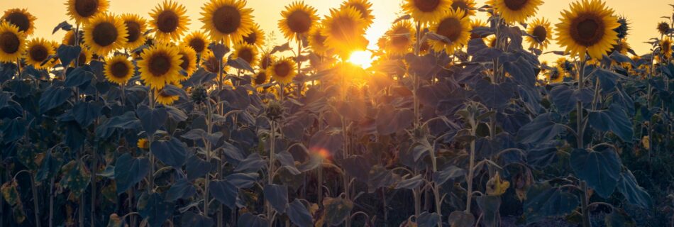 Sunflowers